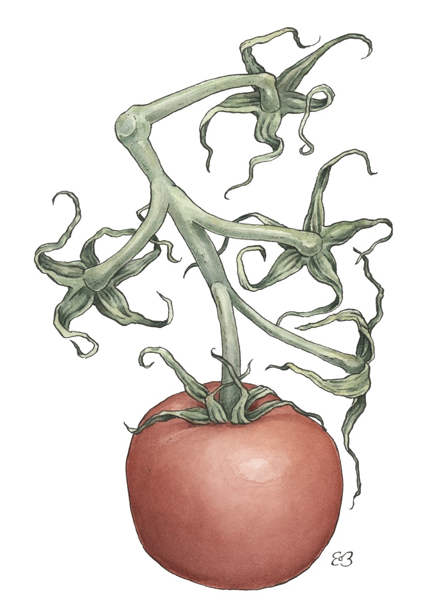 illustration of Ripe tomato on the vine. Medium: ink and watercolor.
Vegetable, vegetables, tomato, produce, food, cuisine, edible, illustration, garden, decorative, colorful, detailed.