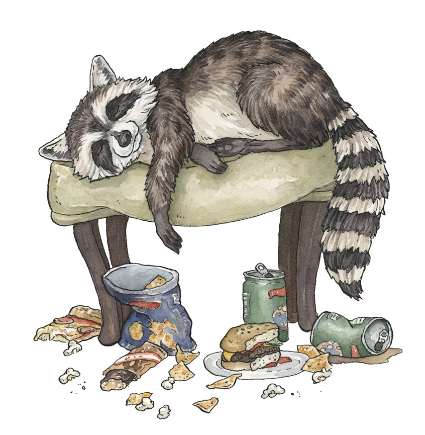 illustration of A racoon who has eaten too much. Medium: ink and watercolor.
Animal illustration, children's illustration, kids books, picture books, animals, food, eating, over eating, junk food, racoons, anthropomorphism, animal character, watercolor, Erin O'Leary Brown.