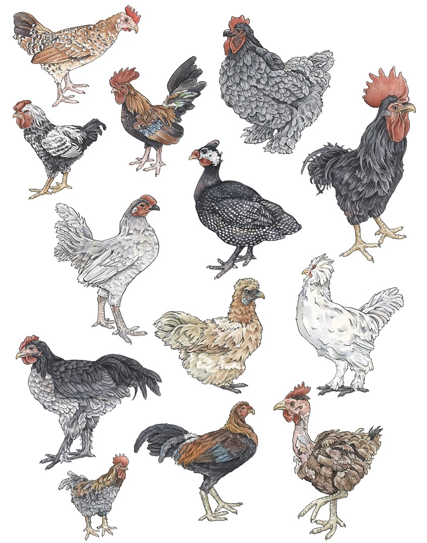illustration of Variety of Chickens. Medium: ink and watercolor.
Hens, birds, poultry, farm animals, rooster, animal illustration, wildlife, barnyard.