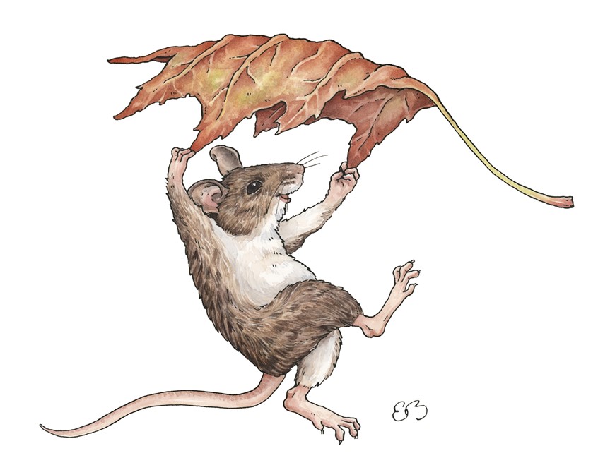 illustration of Mouse with autumn leaf. Medium: ink and watercolor.
Animal, animal character, children's illustration, children's books, picture books, nature, fall, seasons, leaves, watercolor illustration, nature illustration.