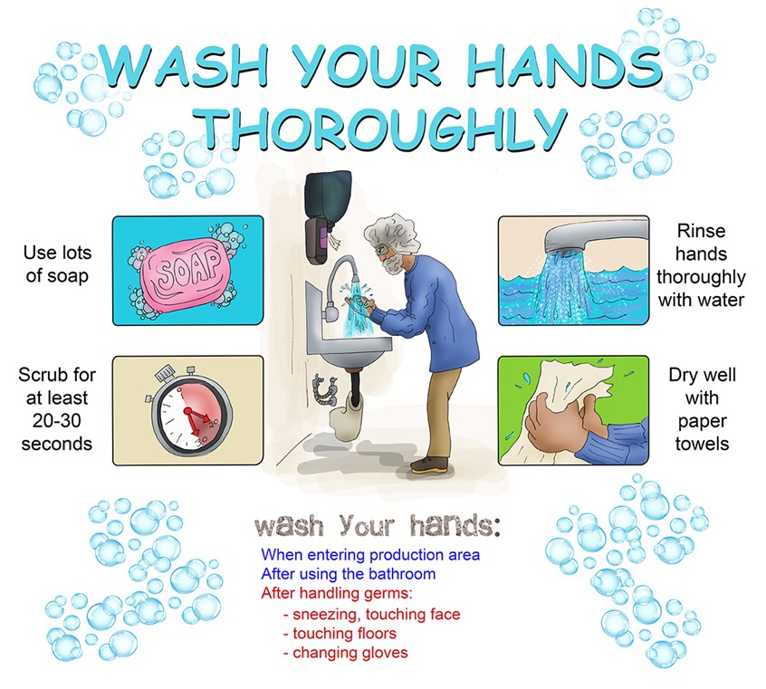 illustration of man washing hands, hairnet sink soap water drying hands towel corporate cleanliness, food poster product educational instructional suds bubbles sanitation hygiene