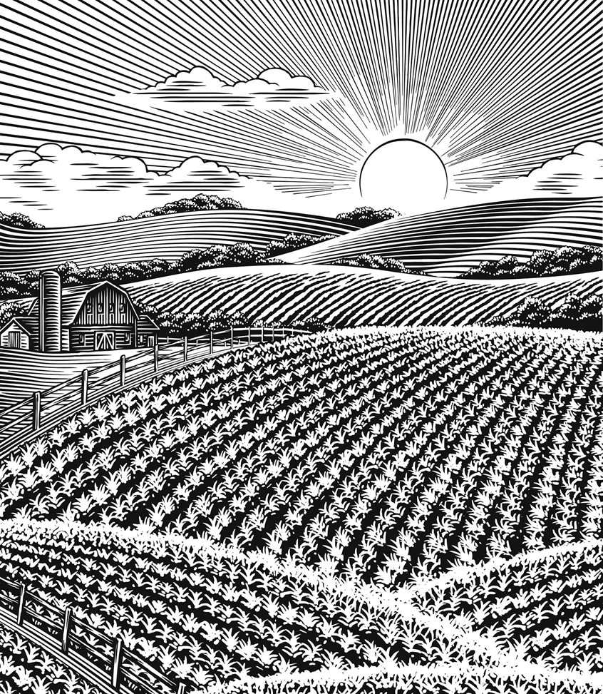 illustration of fields, sun, farm, fields, barn, scraperboard, scratchboard landscape, farms, food packaging, farming, scraper board, hills, morning