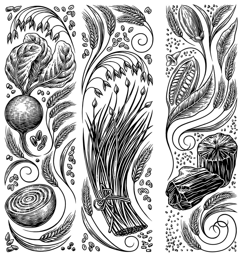 illustration of food package design scraperboard, wheat, savoury biscuits, charcoal, herbs, chives, package design, charcoal, black and white, beetroot, oats, swirly, food illustrations, food cameo