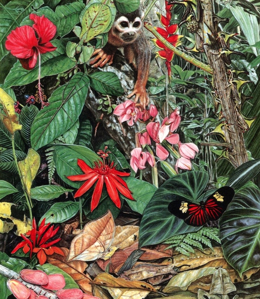 illustration of A squirrel monkey peering through the rainforest leaves to see a flower mantis, looper caterpillar, thorn bugs, stick insect, leaf butterfly, short horned grasshopper, flatid bugs, leaf mantis and a horned frog
