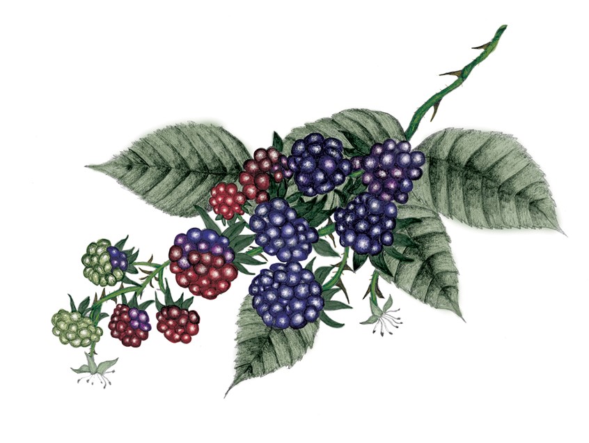 illustration of Original illustration is graphite pencil. Then taken into Photoshop for added color. Illustration was for use in logo design for Brambleberry Farm. Done on 98lb sketch paper.
Keywords: berries, bramble berries, purple, red, green, fruit, botanical, pencil, logo, blackberries, raspberries, food, healthy, design, advertising, magazine, licensing, food, decoration, pattern, greeting card, ornamental, editorial, hand drawn,