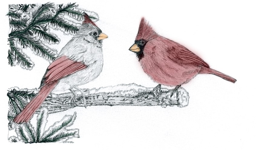 illustration of Graphite illustration of a pair of Northern Cardinals.
Done on 98lb sketch paper. Once drawing was done I scanned it and took it into photoshop and added some color. Used on my annual holiday greeting cards.
Keywords: cutout, songbird, wildlife, bird, nature, pencil, graphite, pine tree, natural science, educational, editorial, book publishing, cardinal, nature, pencil, graphite, holiday, Christmas, winter, wildlife, snow, branch, pine, hand drawn,