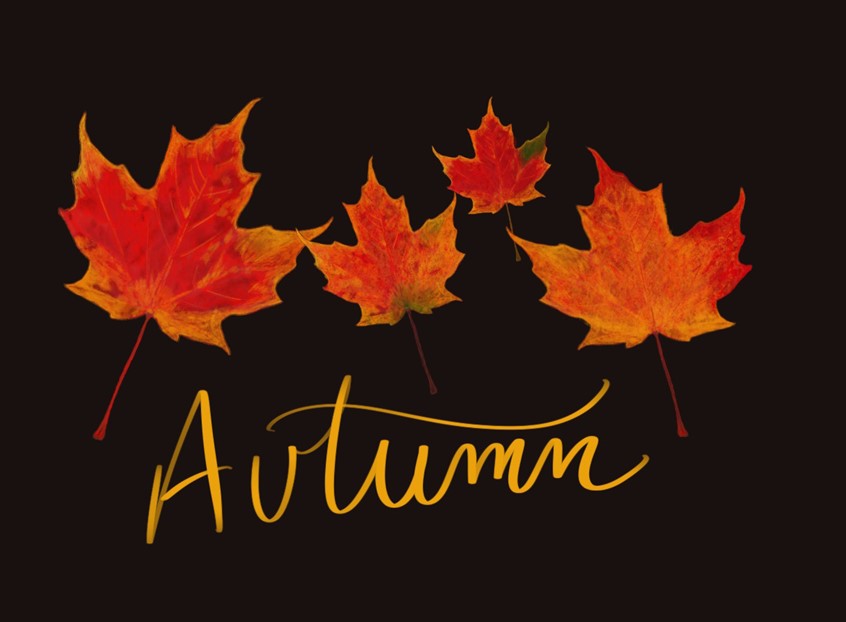 illustration of Digital illustration of Autumn leaves, hand drawn on iPad.
Keywords: Leaves, color, autumn, fall, digital, maple, leaf, licensing, pattern, greeting card, ornamental, nature, seasonal, background, flying, falling leaves, editorial, book publishing, packaging,