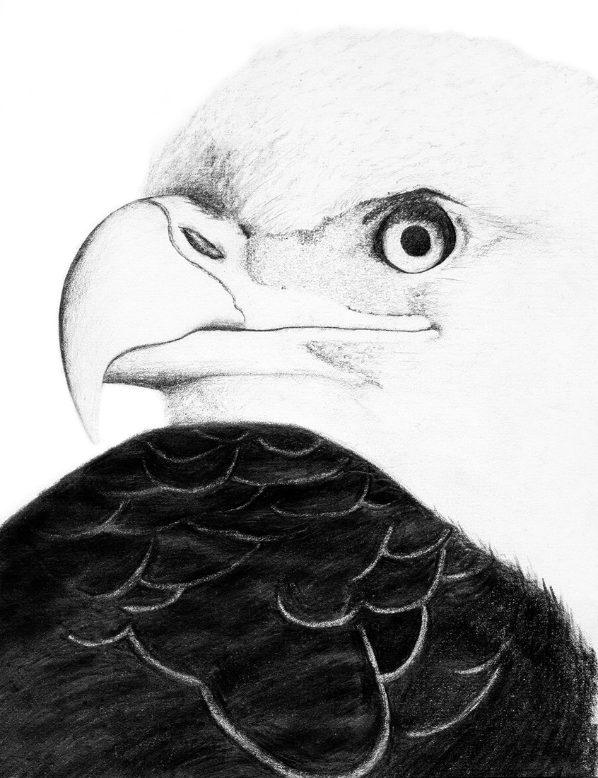 illustration of Graphite illustration of a Bald Eagles head. Eagles are creatures of mystery and amazement.
Graphite on cheap sketch paper. (lol~)
Keywords: bird, eagle, nature, pencil, graphite, wildlife, American, bald eagle, USA, America, patriotism, educational, editorial, book publishing, magazine, hand drawn, endangered, endangered species,