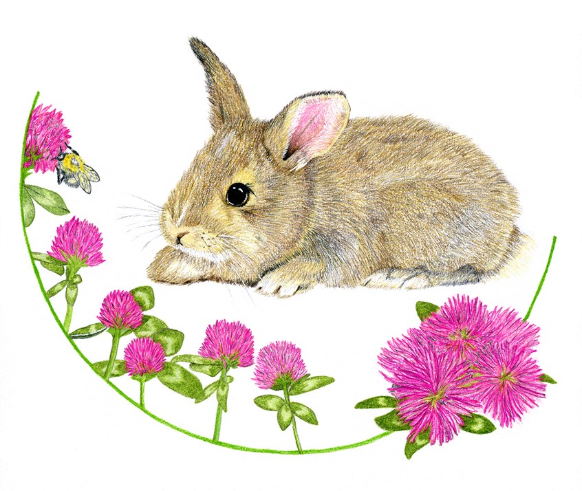 illustration of Colored Pencil illustration of a rabbit with clover and a honeybee. Based on the wild rabbits that frequent my yard. Illustration was done for self promotional purposes to use for Spring/Easter marketing purposes. Prismacolor colored pencils on cold press illustration board.
Keywords: Rabbit, bunny, spring, Easter, clover, purple, green, botanical, honeybee, bee, flower, animal, cute, pet, greeting card, happiness, children's book, kids, fairytale, cheerful, hand drawn,
