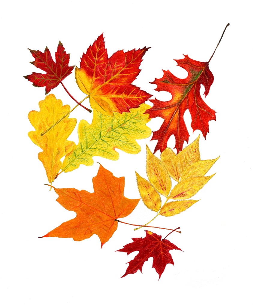 illustration of Colored pencil illustration of Autumn leaves on cold press illustration board.
Keywords: Leaves, color, autumn, fall, digital, maple, leaf, licensing, pattern, greeting card, ornamental, nature, seasonal, background, falling leaves, editorial, book publishing, packaging, leaves, orange, red, yellow, autumn leaves, editorial, magazine, hand drawn,