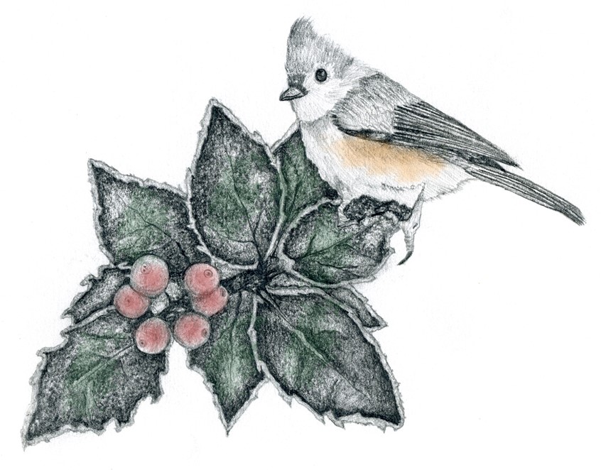 illustration of Graphite illustration of a Tufted Titmouse. One of my favorite birds that visit my feeders. Done on 98lb sketch paper. Once drawing was done I scanned it and took it into photoshop and added some color. Used on my annual holiday greeting cards.
Keywords: cutout, songbird, wildlife, bird, nature, pencil, graphite, pine cone, tree, natural science, educational, editorial, book publishing, branch, titmouse, nature, pencil, graphite, holly, holiday, Christmas, winter, berries, hand drawn,