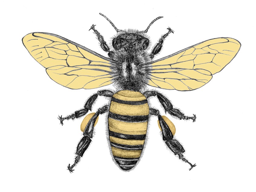 illustration of Detailed graphite drawing of a honeybee. Pencil on 98lb sketch paper. Then taken into photoshop for added color.
Illustration done as part of a logo design for Brambleberry Farms Honey labels. The overall logo design won a GD USA Graphic Design Award.
Keywords: Honeybee, bee, insect, nature, logo, black, yellow, pollinator, endangered, close up, environmental, eco system, climate change, hand drawn, endangered species,