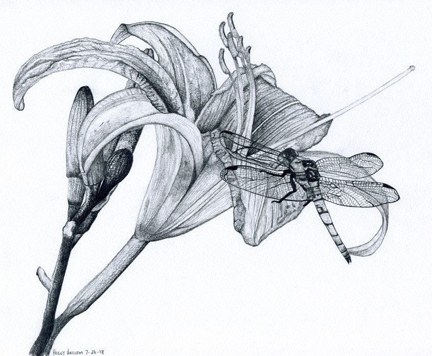 illustration of Graphite pencil illustration of a Day Lily and a Dragonfly. Done on 98lb sketch paper.
Keywords: lily, day lily, dragonfly, flower, pencil, botanical, botany, petal, close up, insect, editorial, book, magazine, packaging, hand drawn,