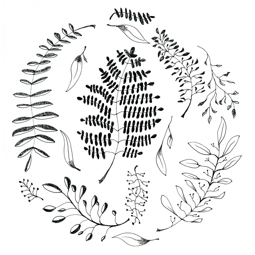 illustration of Ink illustration of various leaves and stems, 2nd version. Done on 98lb sketch paper.
Keywords: ink, leaves, wreath, circle, black and white, leaf, book, greeting card, magazine, editorial, agricultural, pattern, packaging, licensing, nature, hand drawn,