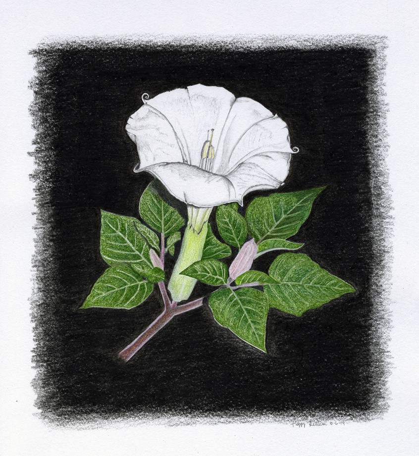 illustration of Sacred Datura illustration done with colored pencil on 98lb sketch paper. Illustration was done as a gift.
Keywords: Sacred Datura, moon flower, flower, white, black, green, night flower, bloom, botanical, botany, blossom, greeting card, editorial, natural science, petal, publishing, magazine, book, pattern, licensing, hand drawn,