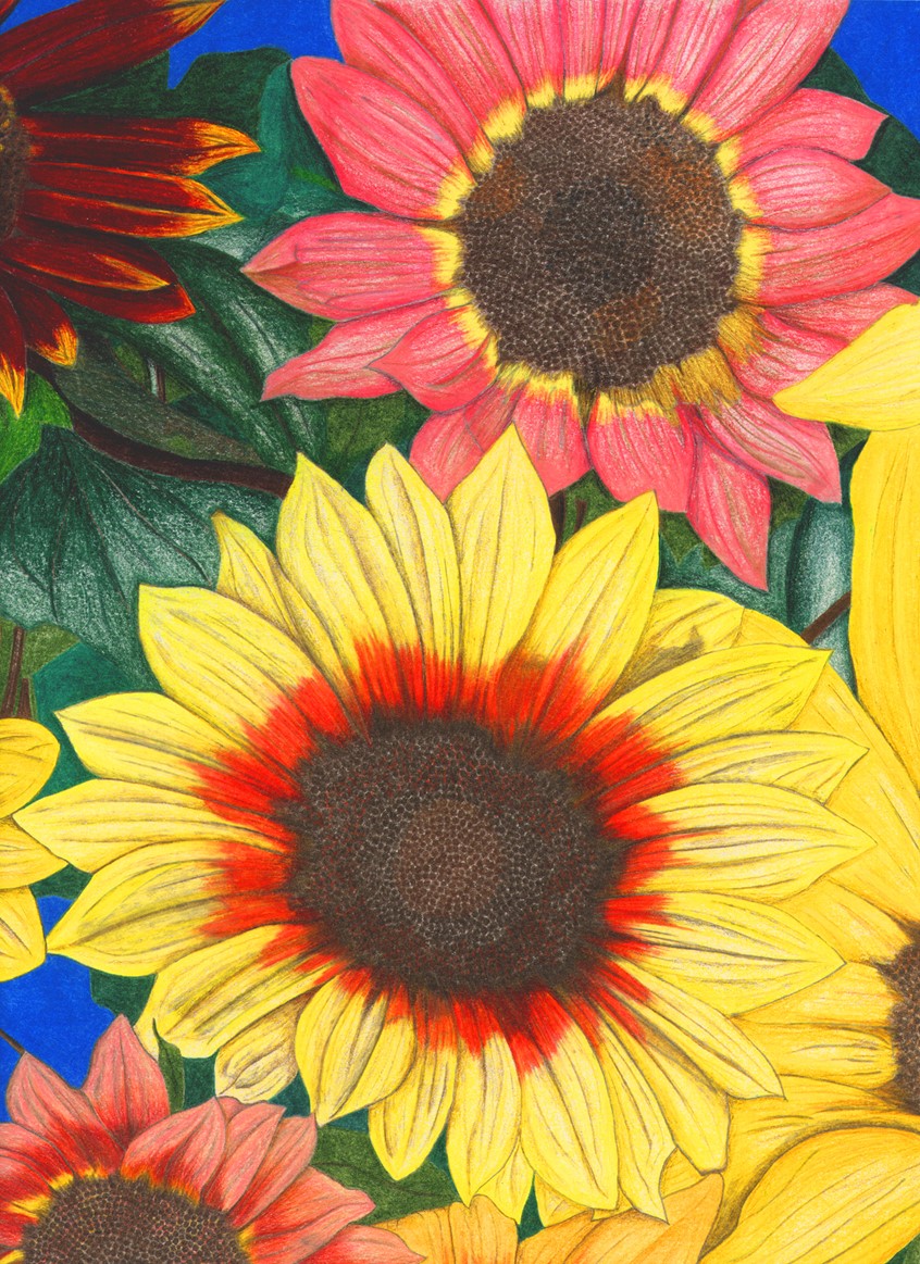 illustration of Detailed colored pencil illustration of a group of sunflowers. Prismacolor colored pencils on 98lb sketch paper.
Keywords: sunflower, flower, yellow, brown, pink, green, botanical, detailed, close up, licensing, agriculture, blossom, decoration, petal, agricultural, hand drawn,