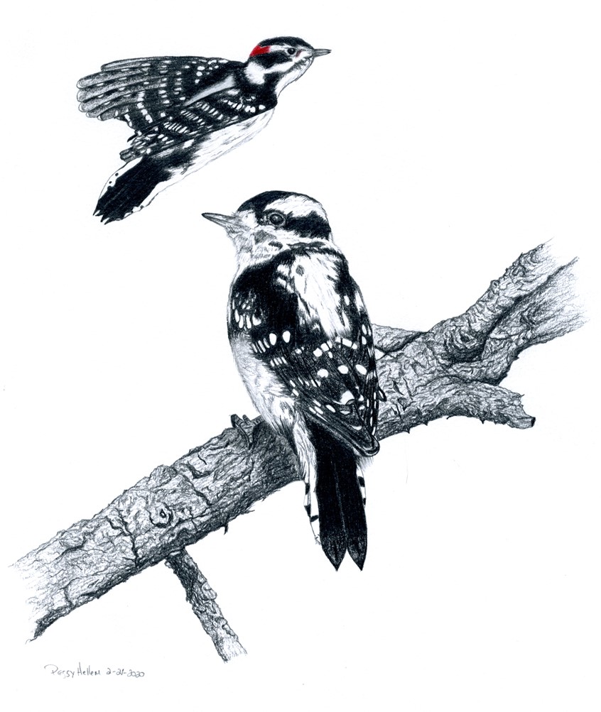 illustration of Graphite drawing on 98lb sketch paper.
Keywords: Birds, woodpecker, hand drawn, bird in flight, tree, wood, tree bark, wild birds, pencil illustration, songbirds,