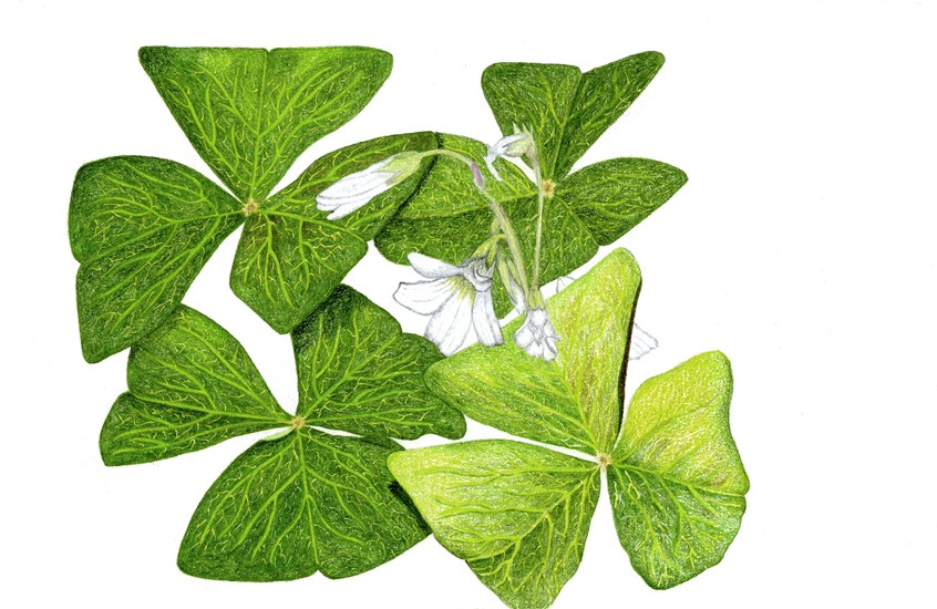 illustration of Hand drawn using Prismacolor colored pencils.
Keywords: Shamrocks, botanical, colored pencil, green, white, flowers, leaves, st. patrick, st. patrick's day, Irish, luck, 4 leaf clover, hand drawn,