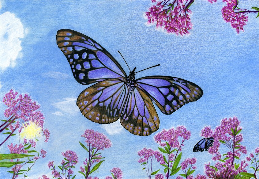 illustration of Hand drawn using Prismacolor colored pencils on cold press illustration board. 15