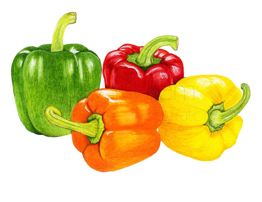 illustration of Hand drawn illustration of Bell Peppers using Prismacolor colored pencils on 98lb sketch paper.
Keywords: Peppers, Bell Peppers, garden, vegetables, harvest, grown, green, red, orange, yellow, hand-drawn, photorealistic, realism, vegan, recipe, cook book, fresh, food, healthy, cooking, cuisine, flavor, natural, quality, art