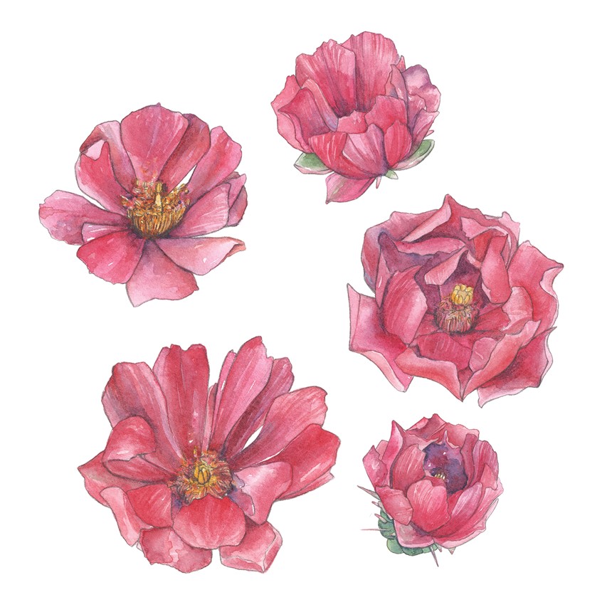illustration of Series of watercolor cholla blossom illustrations used for licensing, product design and other items for Cacti Oasis by Adela Antoinette. Created in 2020
Cholla blossom, blossom, flower, cactus, cacti, cactus flower, desert, desert plant, cholla plant, plant, plants, desert bloom, desert flowers, pink, purple