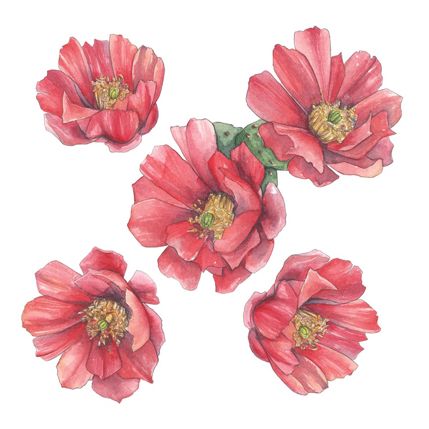 illustration of Series of watercolor cholla blossom illustrations used for licensing, product design and other items for Cacti Oasis by Adela Antoinette. Created in 2020
Cholla blossom, blossom, flower, cactus, cacti, cactus flower, desert, desert plant, cholla plant, plant, plants, desert bloom, desert flowers