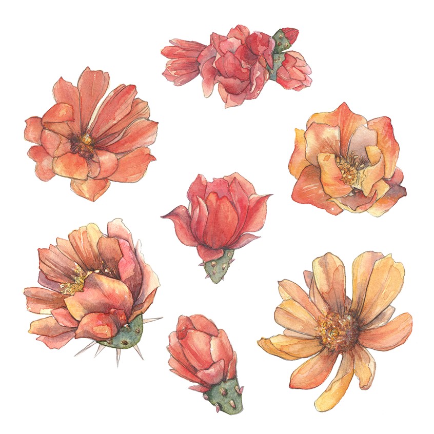 illustration of Series of watercolor cholla blossom illustrations used for licensing, product design and other items for Cacti Oasis by Adela Antoinette. Created in 2020
Cholla blossom, blossom, flower, cactus, cacti, cactus flower, desert, desert plant, cholla plant, plant, plants, desert bloom, desert flowers