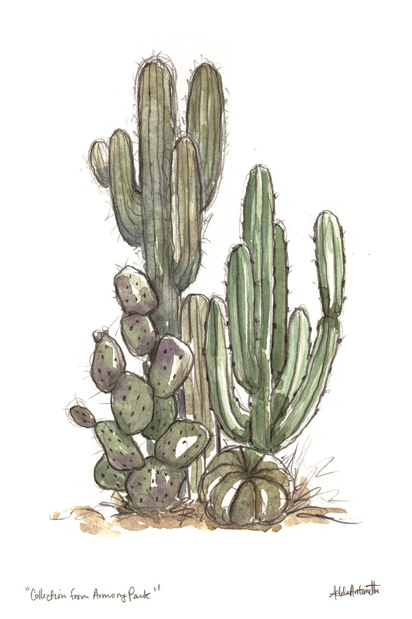 illustration of Collection from Armory Park. Watercolor & Pencil. 2017
Community, botanical, sketchbook, sketch art, cactus, cacti, saguaro, plants, plant, barrel cactus, prickly pear cactus.