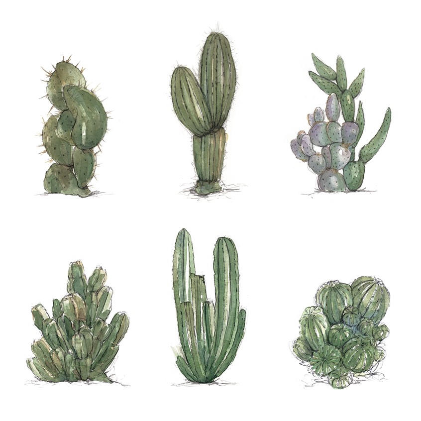 illustration of Friendly Neighborhood Cacti. Watercolor & Pencil. 2017
Community, botanical, sketchbook, sketch art, cactus, cacti, saguaro, plants, plant, barrel cactus, prickly pear cactus, organ pipe, organ pipe cactus, hedgehog cactus