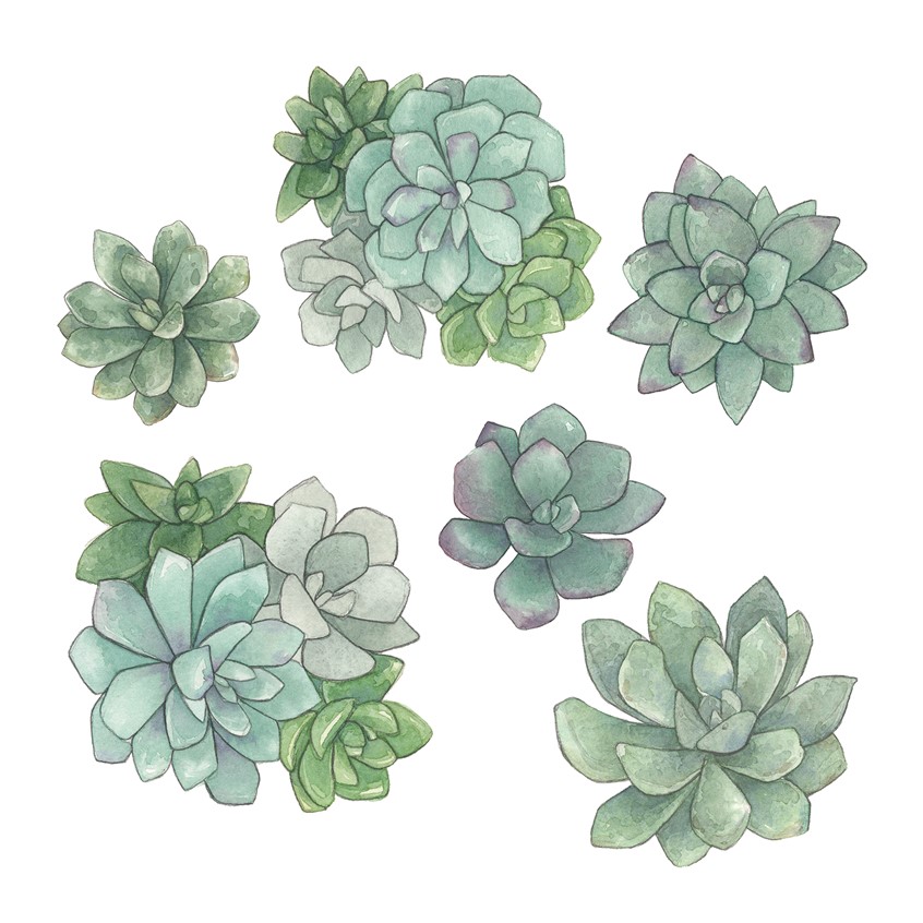 illustration of Series of watercolor succulent illustrations used for licensing, product design and other items for Cacti Oasis by Adela Antoinette. Created in 2020.
succulents, succulent, plants, botany, botanical art, watercolor plants, plant, desert plants,