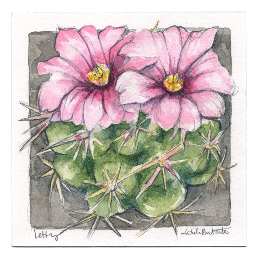 illustration of Letty in Watercolor. 2020
Plant portrait. Watercolor illustration.
Desert, flora, flowers, park, botany, park flower, pollen, line drawing, black and white, drawing, Watercolor, pen, bloom, cactus, cacti, succulents