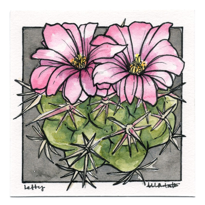 illustration of Letty in Watercolor & Ink. 2020
Plant portrait. Watercolor & Ink illustration.
Desert, flora, flowers, park, botany, park flower, pollen, line drawing, black and white, drawing, Watercolor, pen, bloom, cactus, cacti, succulents