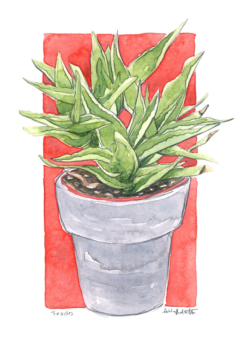 illustration of Frodo in Watercolor. 2020
Plant portrait. Watercolor & Ink illustration.
Desert, flora, flowers, park, botany, park flower, pollen, line drawing, black and white, drawing, Watercolor, pen, bloom, cactus, cacti, succulents, Aloe