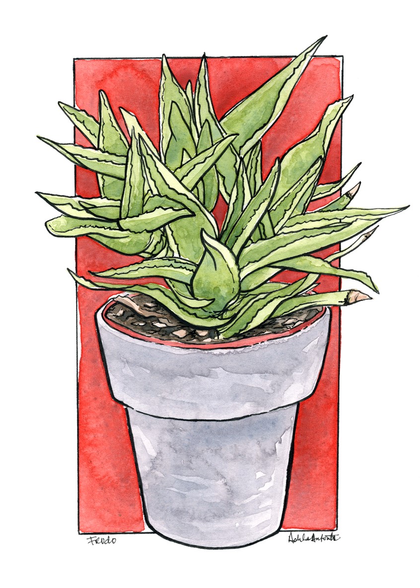 illustration of Frodo in Ink & Watercolor. 2020
Plant portrait. Watercolor & Ink illustration.
Desert, flora, flowers, park, botany, park flower, pollen, line drawing, black and white, drawing, Watercolor, pen, bloom, cactus, cacti, succulents, Aloe