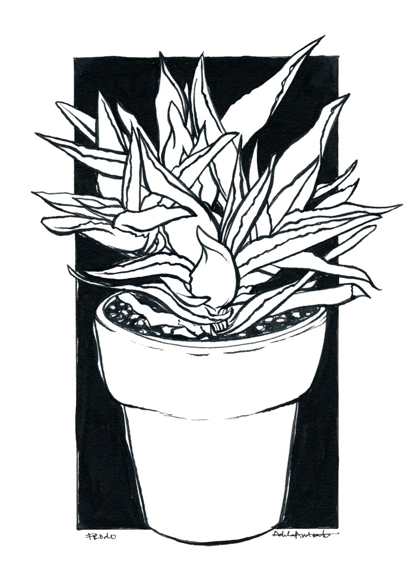 illustration of Frodo in Ink. 2020
Plant portrait. Ink illustration
Ink, desert, flora, flowers, park, botany, park flower, pollen, line drawing, black and white, drawing, ink drawing, pen, bloom, cactus, cacti, succulents, aloe, aloe vera