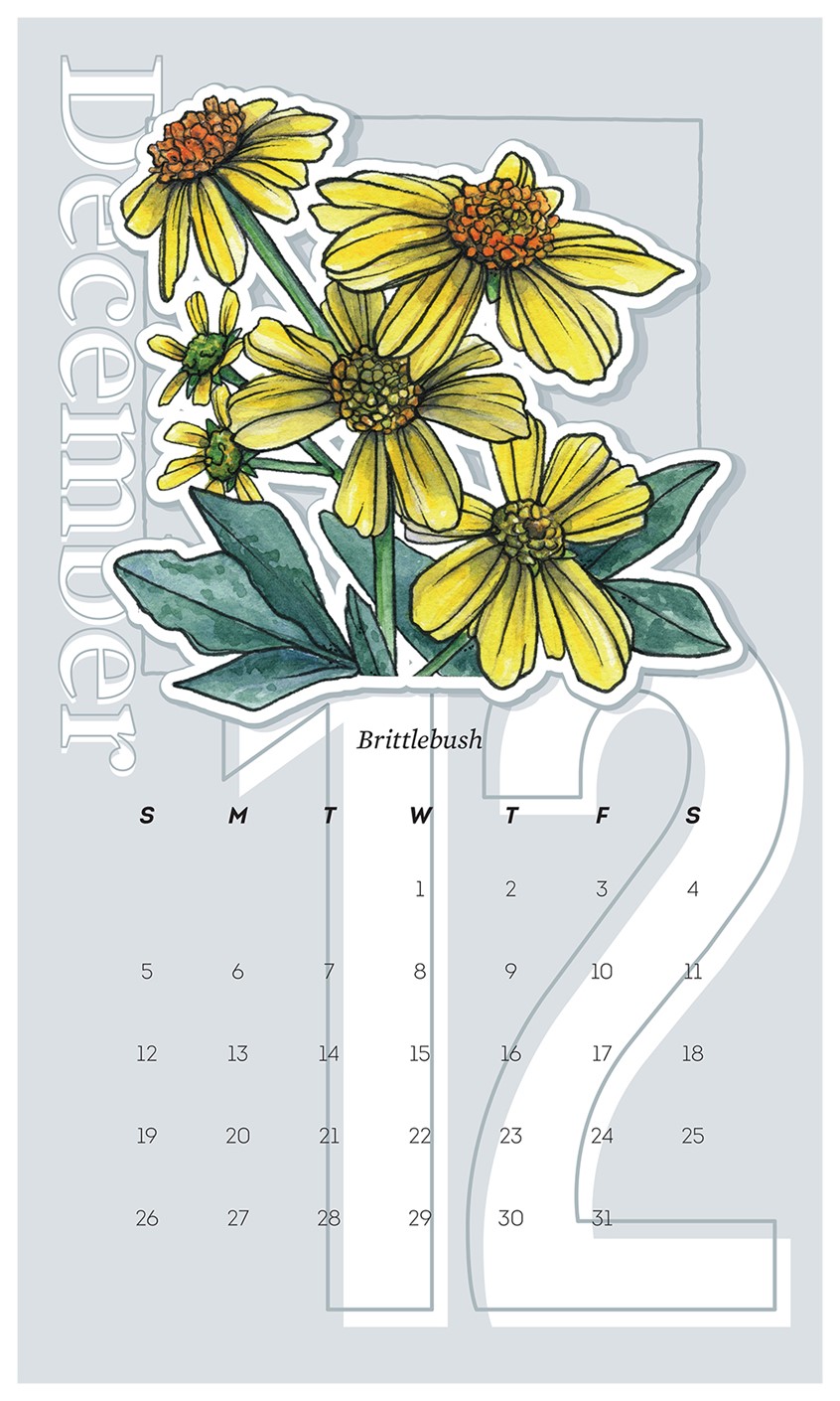 illustration of 2021 Wall Calendar Design with Brittlebush. Illustration originally completed in watercolor and ink by Adela Antoinette
Calendar designed by JPinonDesigns.
wall calendar, calendar, desert flora, flower, bush, Brittlebush, plant