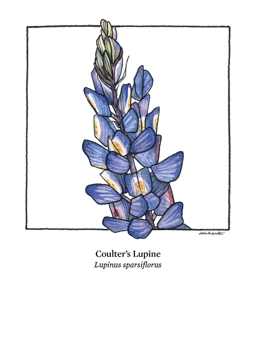 illustration of Coulter's Lupine. Watercolor & ink. Digital Print. 5