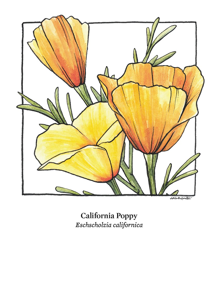 illustration of California Poppy. Watercolor & ink. Digital Print. 5