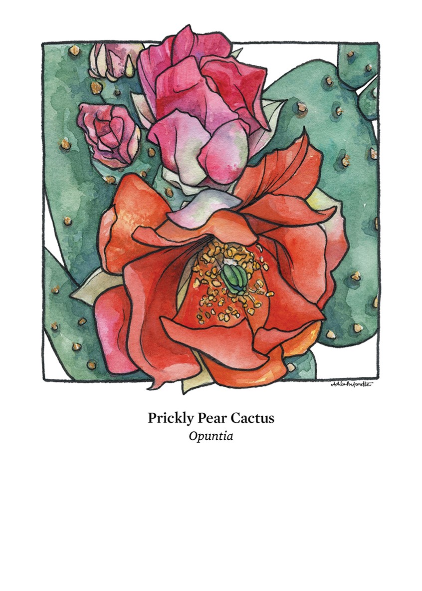 illustration of Prickly Pear Cactus. Watercolor & ink. Digital Print 5
