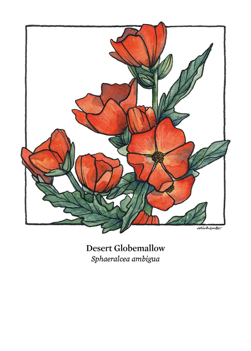 illustration of Desert Globemallow. Watercolor & ink. Digital Print. 5