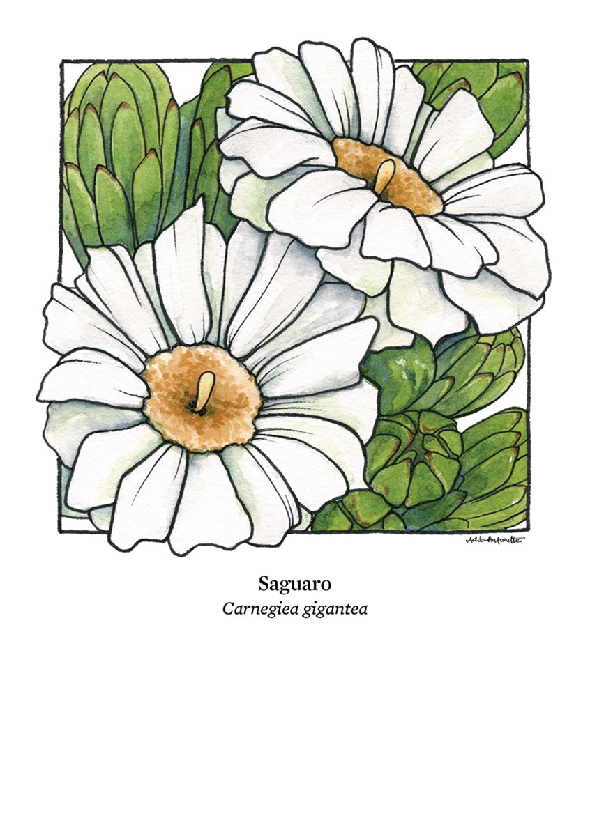 illustration of Saguaro. Watercolor & ink. Digital Print 5