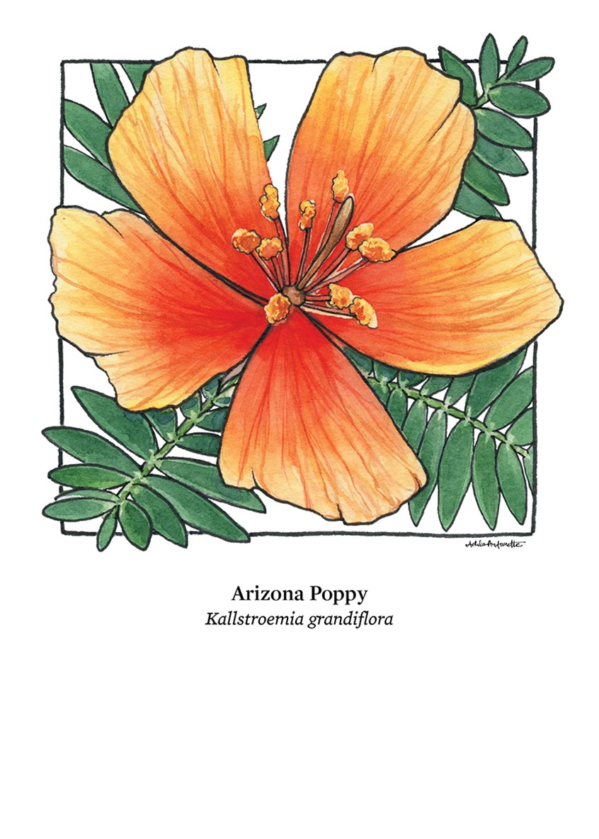 illustration of Arizona Poppy. Watercolor & ink. Digital Print. 5