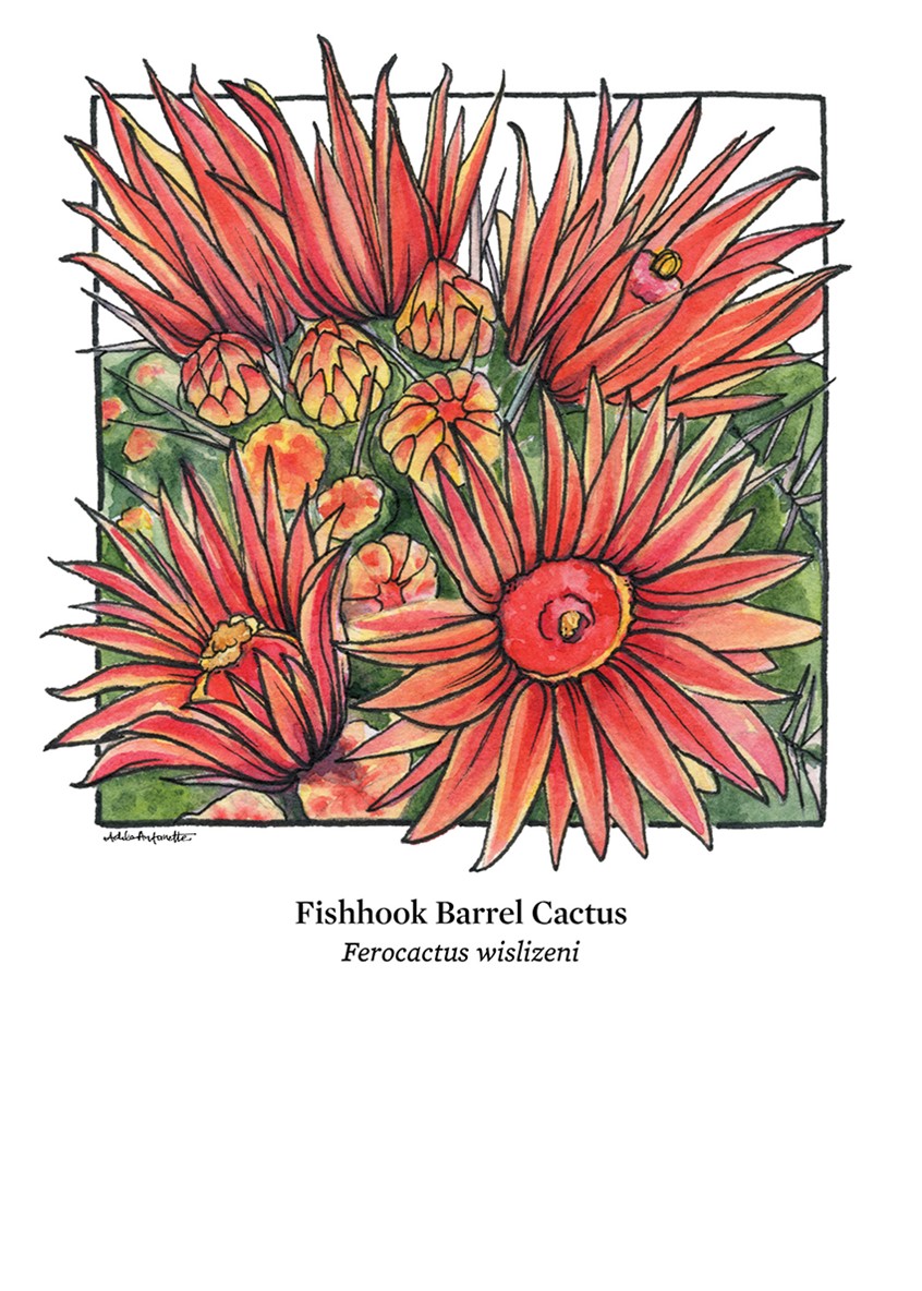 illustration of Prickly Pear Cactus. Watercolor & ink. Digital Print 5