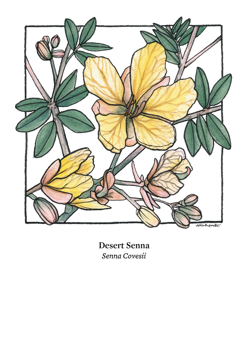 illustration of Desert Senna. Watercolor & ink. Digital Print. 5