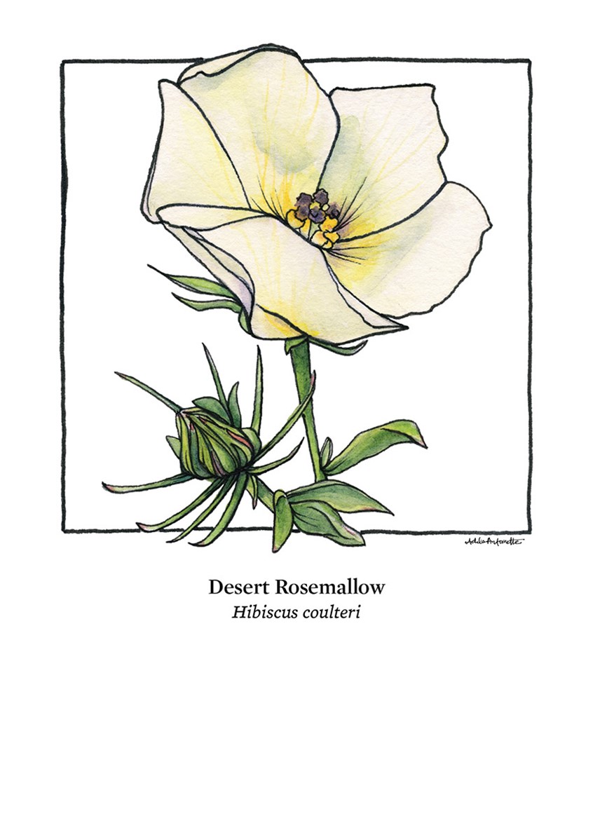 illustration of Desert Rosemallow. Watercolor & ink. Digital Print. 5