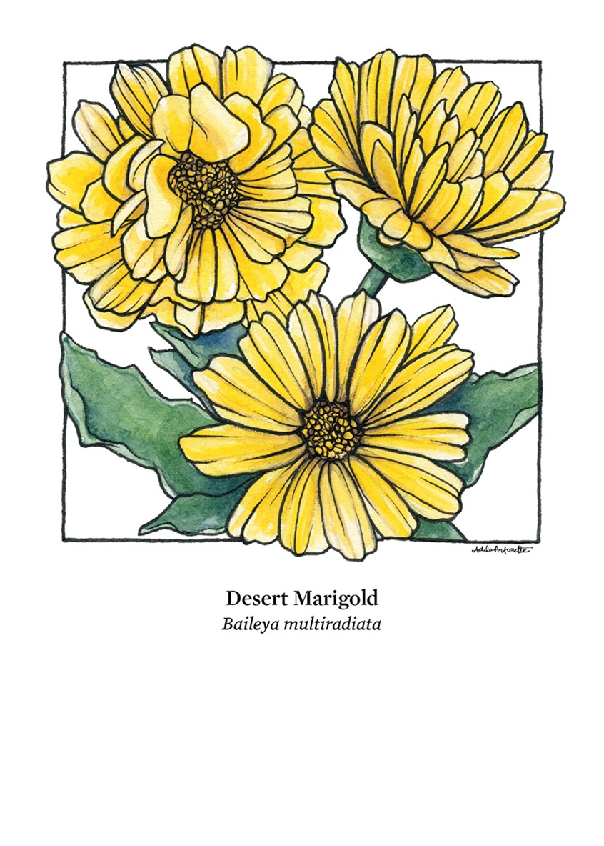 illustration of Desert Marigold. Watercolor & ink. Digital Print. 5