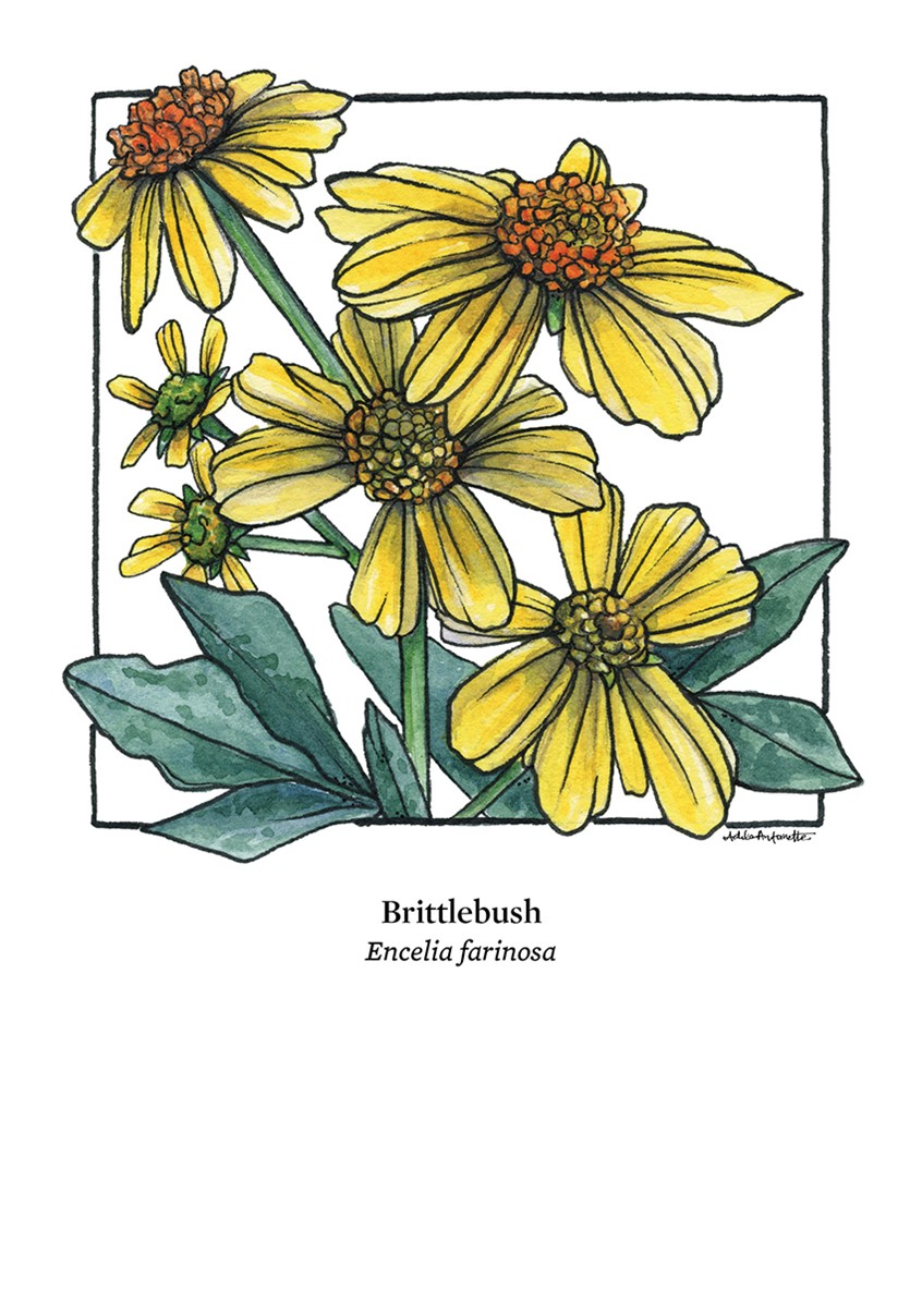 illustration of Brittlebush. Watercolor & ink. Digital Print. 5