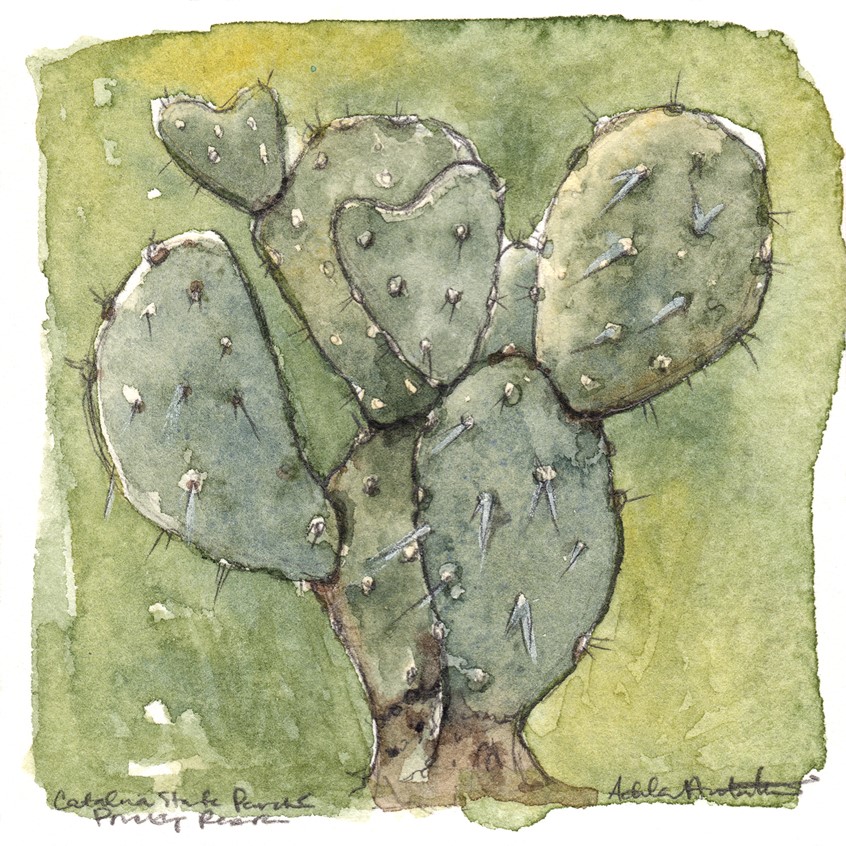 illustration of Catalina State Park Prickly Pear. 3