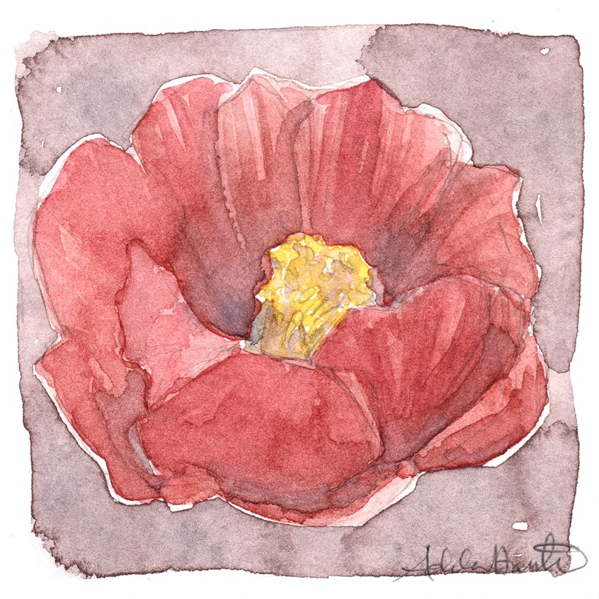 illustration of Red Cholla Blossom. 3