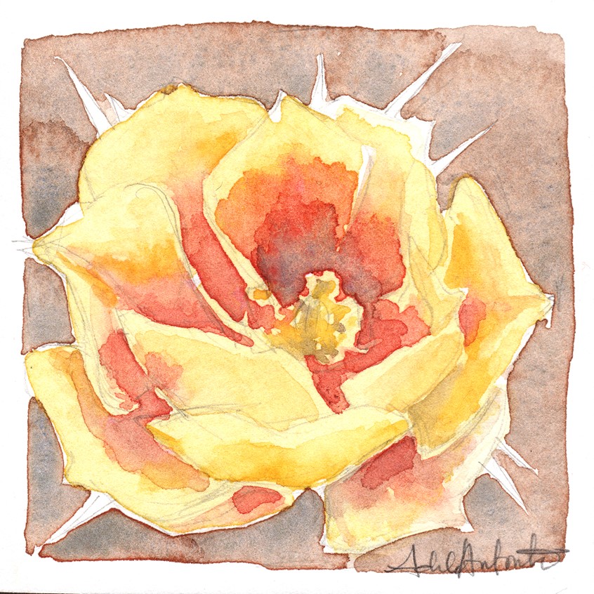illustration of Yellow Prickly Pear Blossom. 3